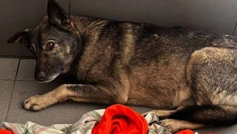    Додобоня из Челябинска   Соцсети