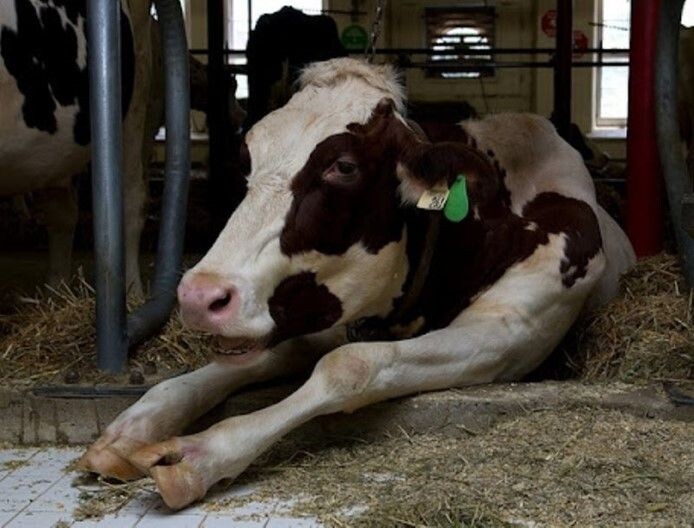 Ящур у животных: вопросы главному ветврачу о профилактике и лечении