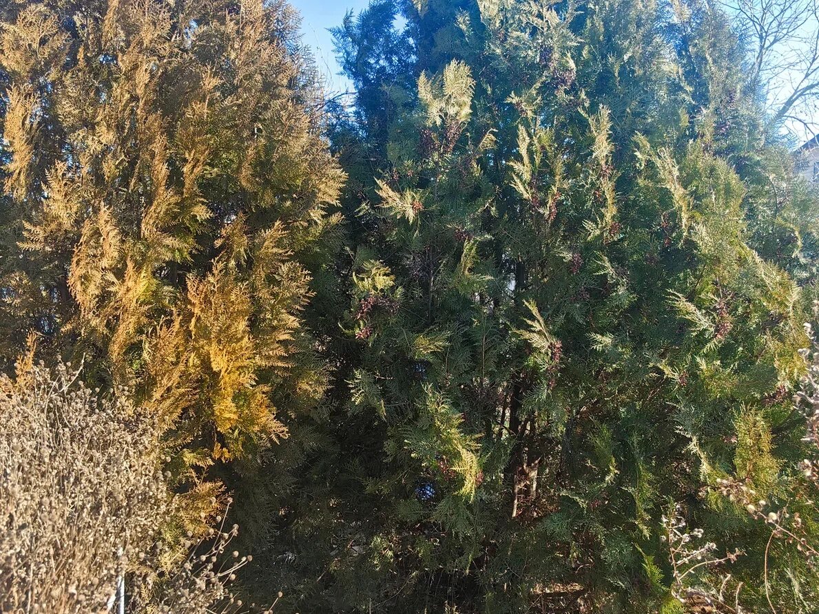 Фото Натальи Мироновой 