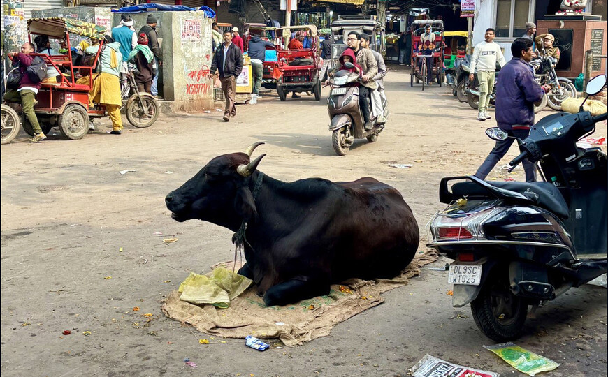 Знакомство с Дели. Ожидание и реальность в свежем отзыве туриста с фото