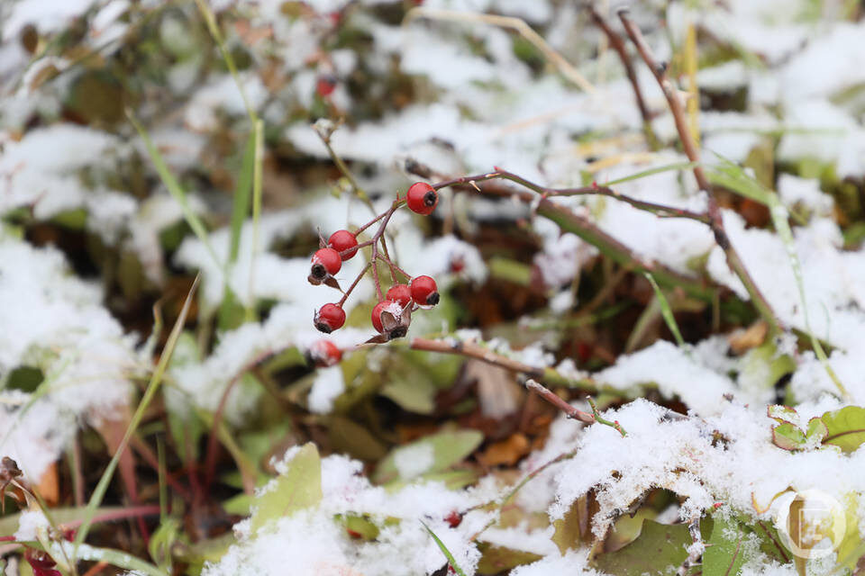    фото: Дмитрий Рогулин / "Городские вести"