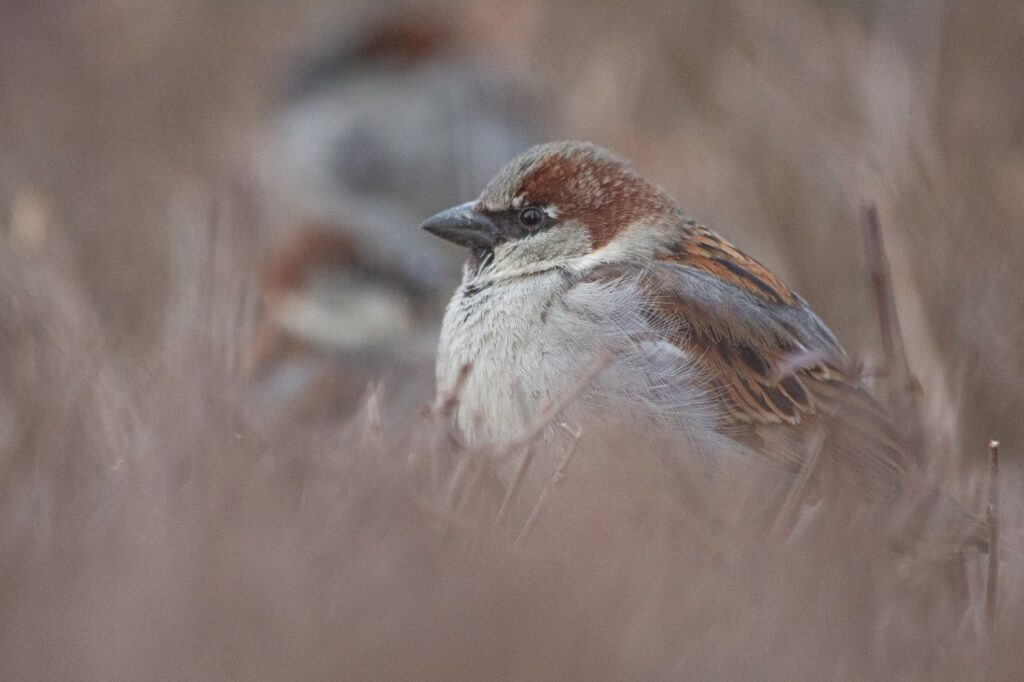     Фото: Евгений Акатов    
Калининградская область, 2021