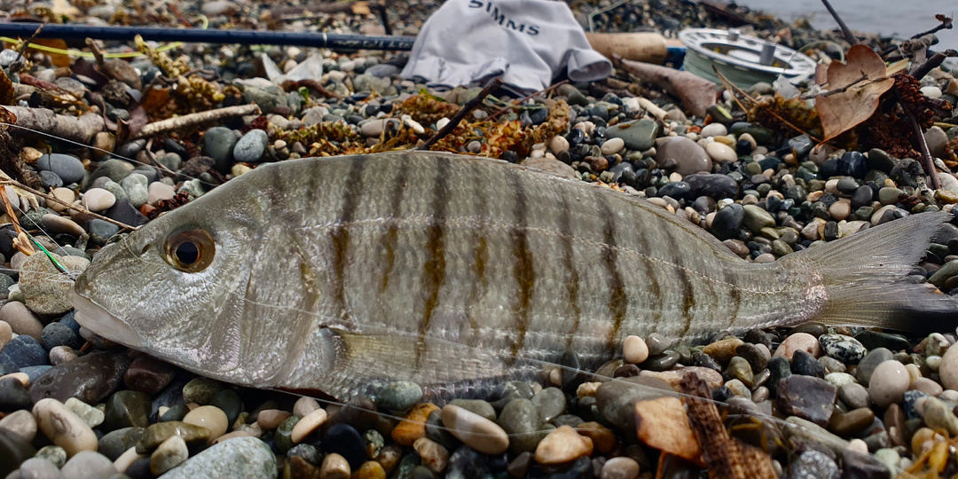 Необычная и своеобразная рыба мармир