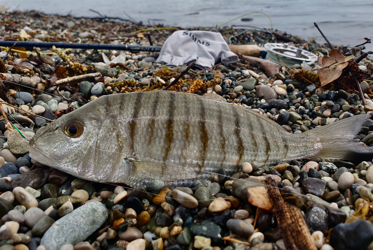 Вот такой он, мармир Черного моря.