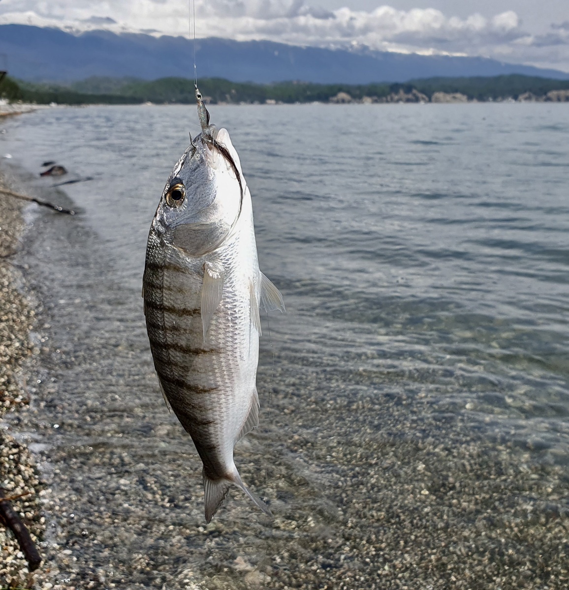 Очень красивая и удивительно своеобразная рыба.
