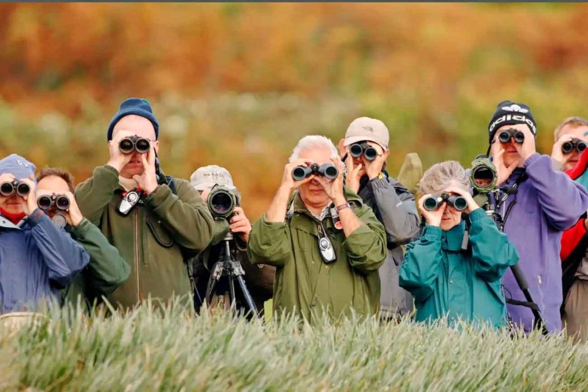    По мнению авторов нового исследования, умение распознавать птиц может улучшить когнитивный резерв / © Alamy, steve young