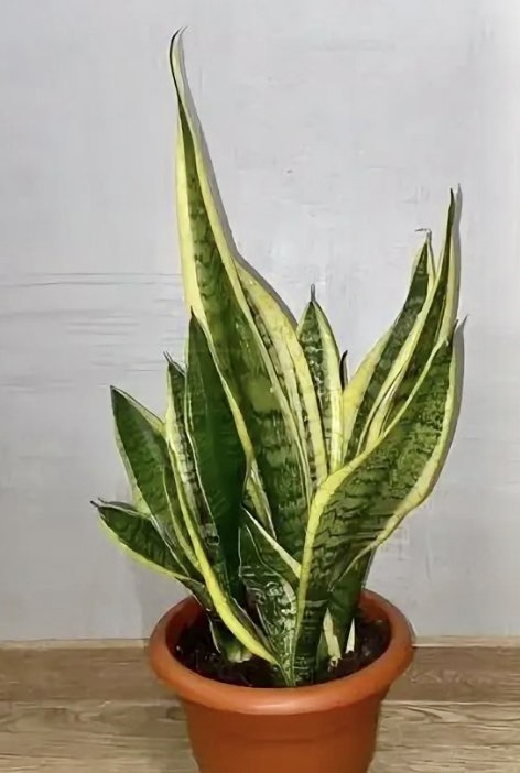 Фото из интернета 