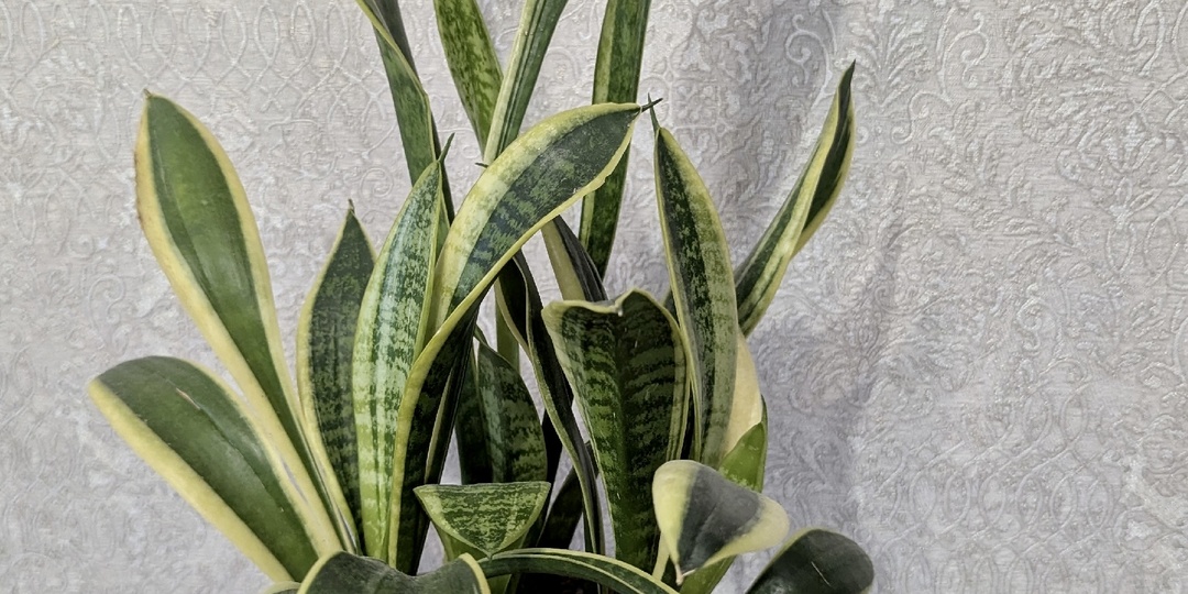 Сансевиерия «Лауренти Компакта»: живая классика, которую затмила мода