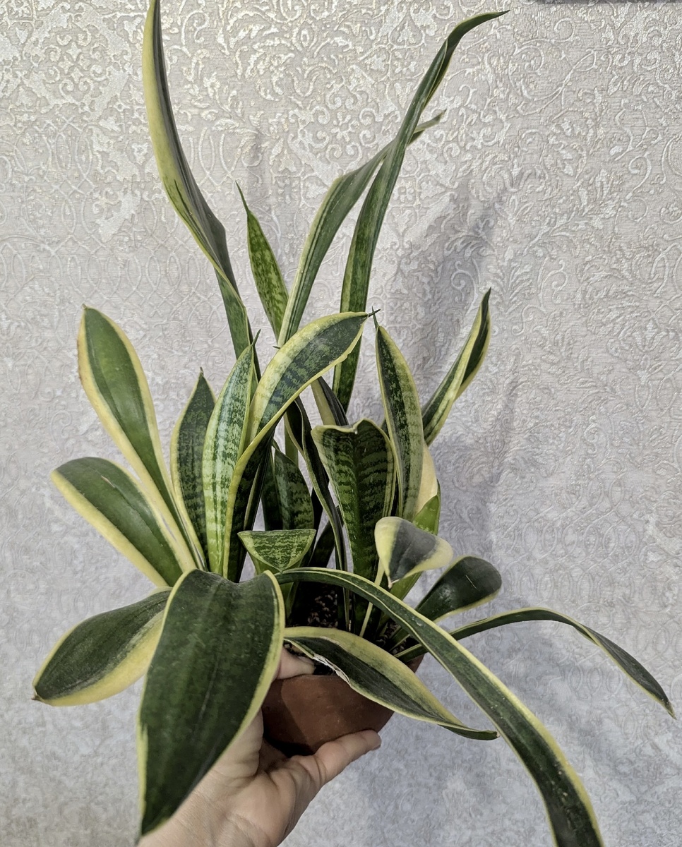 Фото из интернета 