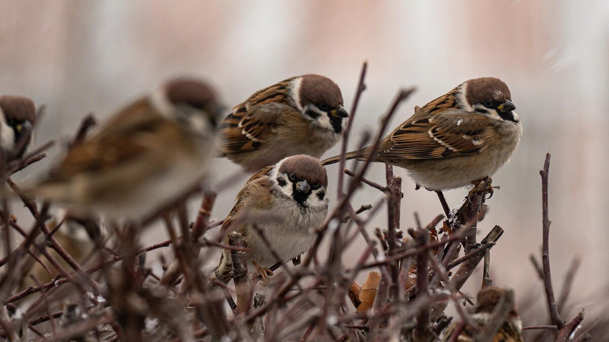    Фото: Ruslan Yarocky/globallookpress.com