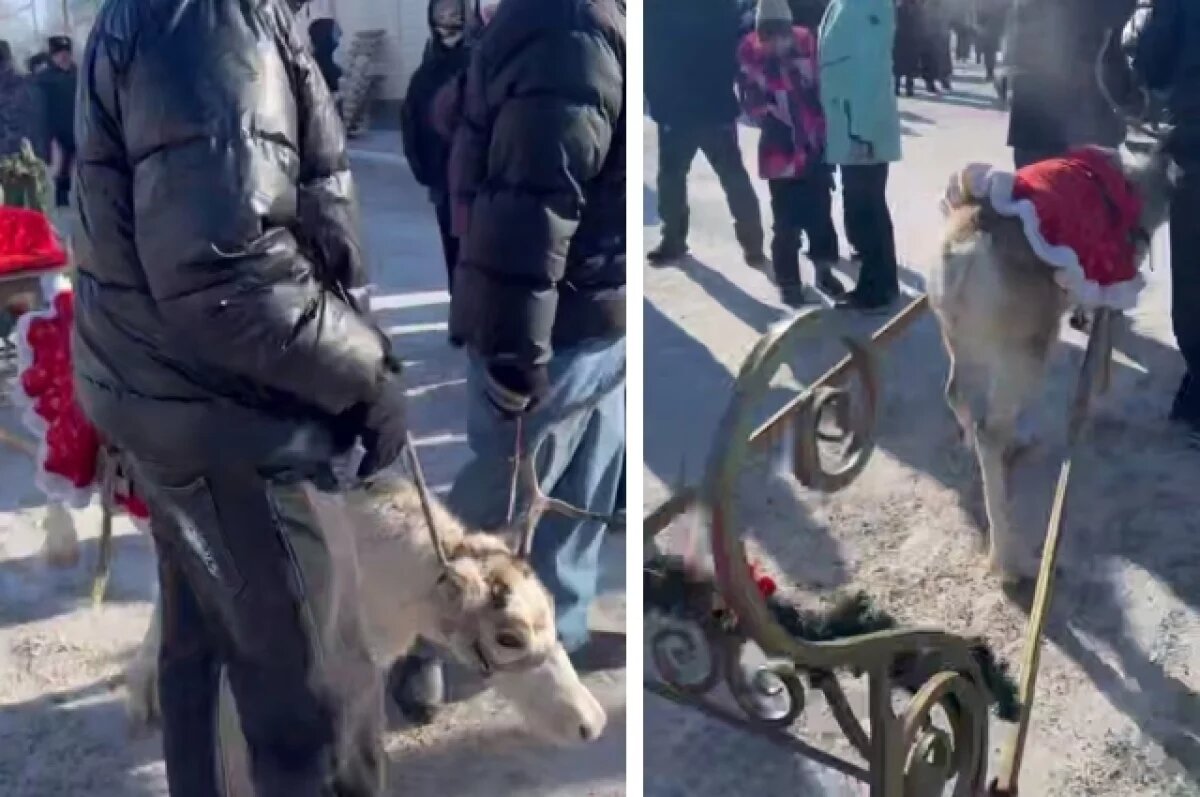    Полиция нашла владельца оленя, катавшего людей на Масленицу в Сухобузимском