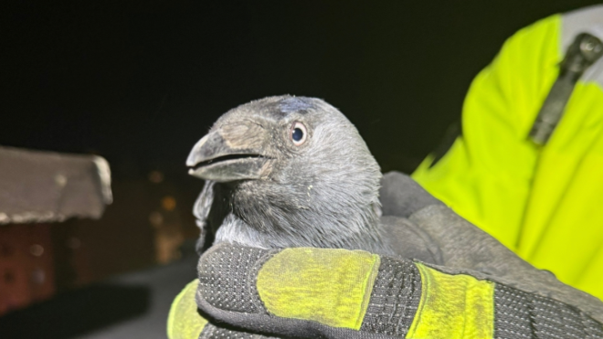 Фото: Кошкиспас