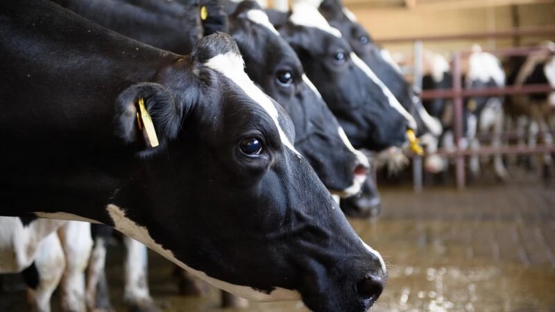     Конкурс «Лучший по профессии» среди операторов машинного доения коров. Алтайский край. 2025 год. Дмитрий Лямзин