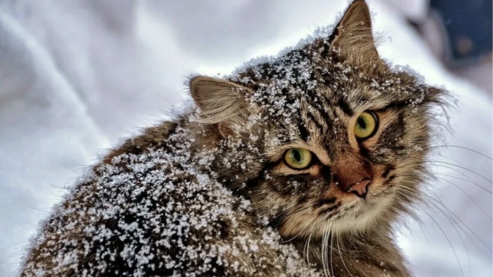 Не мстите кошкам