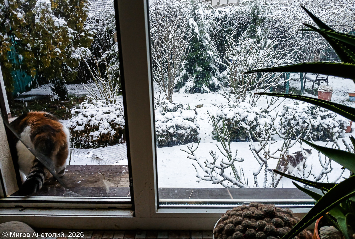 На фото видно, что осторожная Кокошка уже гуляет по двору, а бесстрашная Мамаша Че только поудобнее умащивает свои великолепные формы на смотровую площадку за окном.