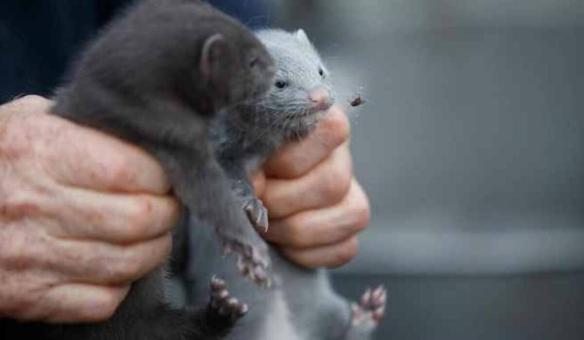     Норки. Источник: ngs.ru Автор фото: Андрей Бортко