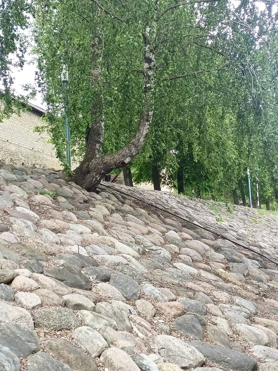 Береза на набережной Пскова.