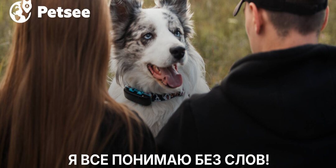 6 удивительных способов сказать своей собаке «я тебя люблю»