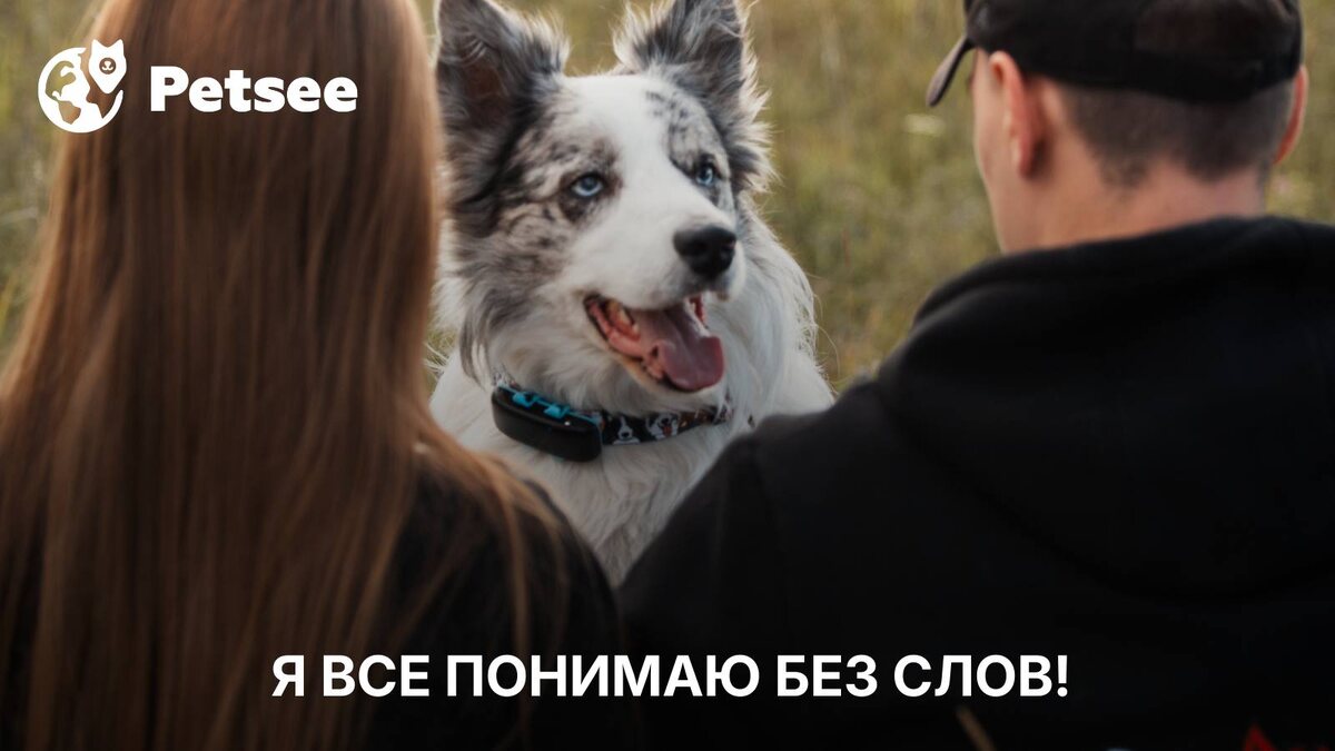 6 удивительных способов сказать своей собаке «я тебя люблю» — и попасть прямо в сердце