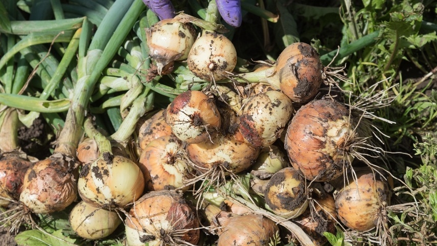 Проращиваю репчатый лук как в Голландии и получаю головки по 500 г. Работает 8 лет