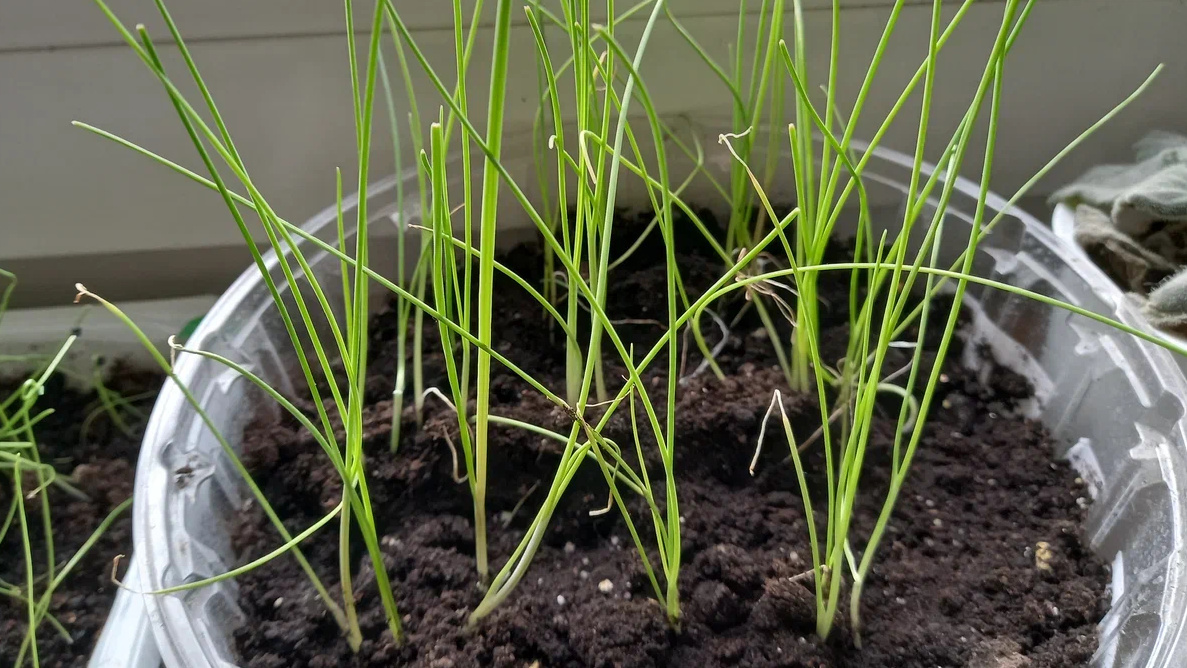 Рассада в возрасте 60 дней, готова к высадке в грунт