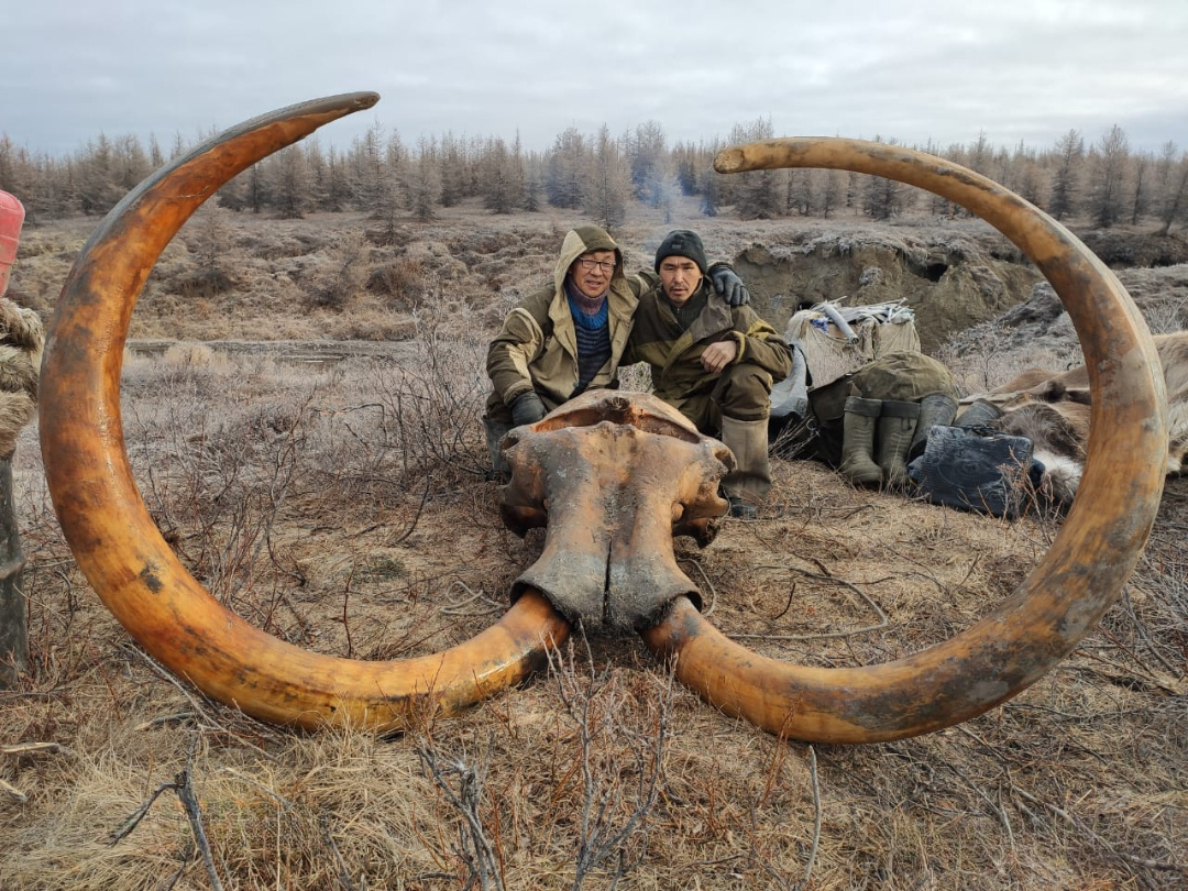 Череп мамонта. 2020