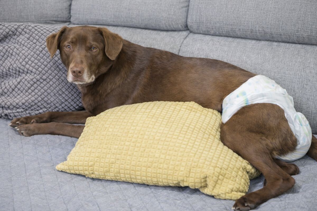 У собаки подтекает моча