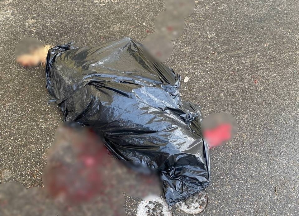    Изуродованную собаку нашли в центре города. Фото: ФлагманВет