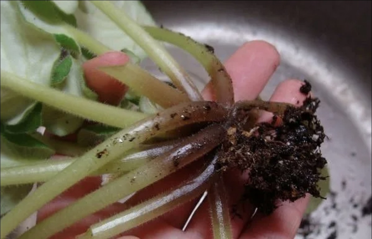 Корневая гниль https://i.pinimg.com/736x/e1/2c/ae/e12caed94e43b9c7ffcc96e3eed0ac0d.jpg