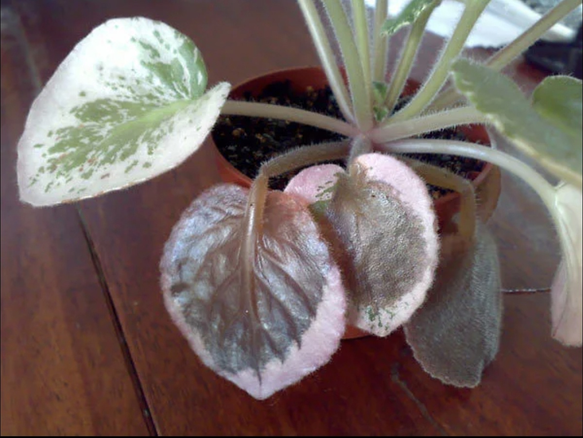 Стеблевая гниль https://m.ok.ru/group/52760148836492/topic/65436674045324?utm_medium=organic&utm_source=yandexsmartcamera