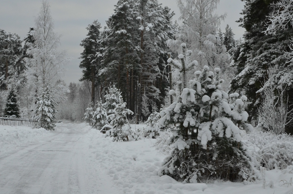 Прогулка в лесу закончилась трагедией.  Фото: Фото: ФедералПресс / Татьяна Буторина