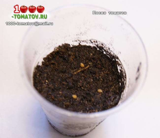 Посев томатов