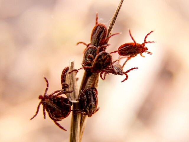    Фото: depositphotos/burdun