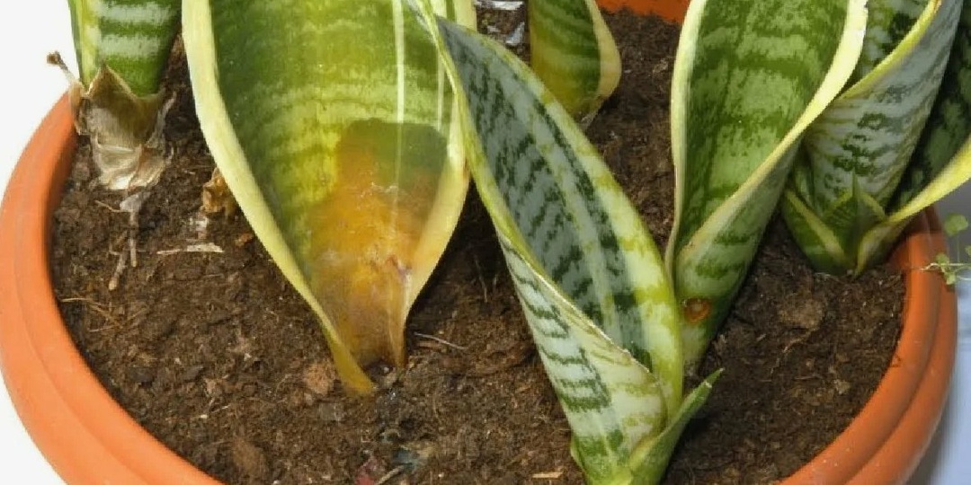 Пошаговое руководство: полив сансевиерии по краю горшка