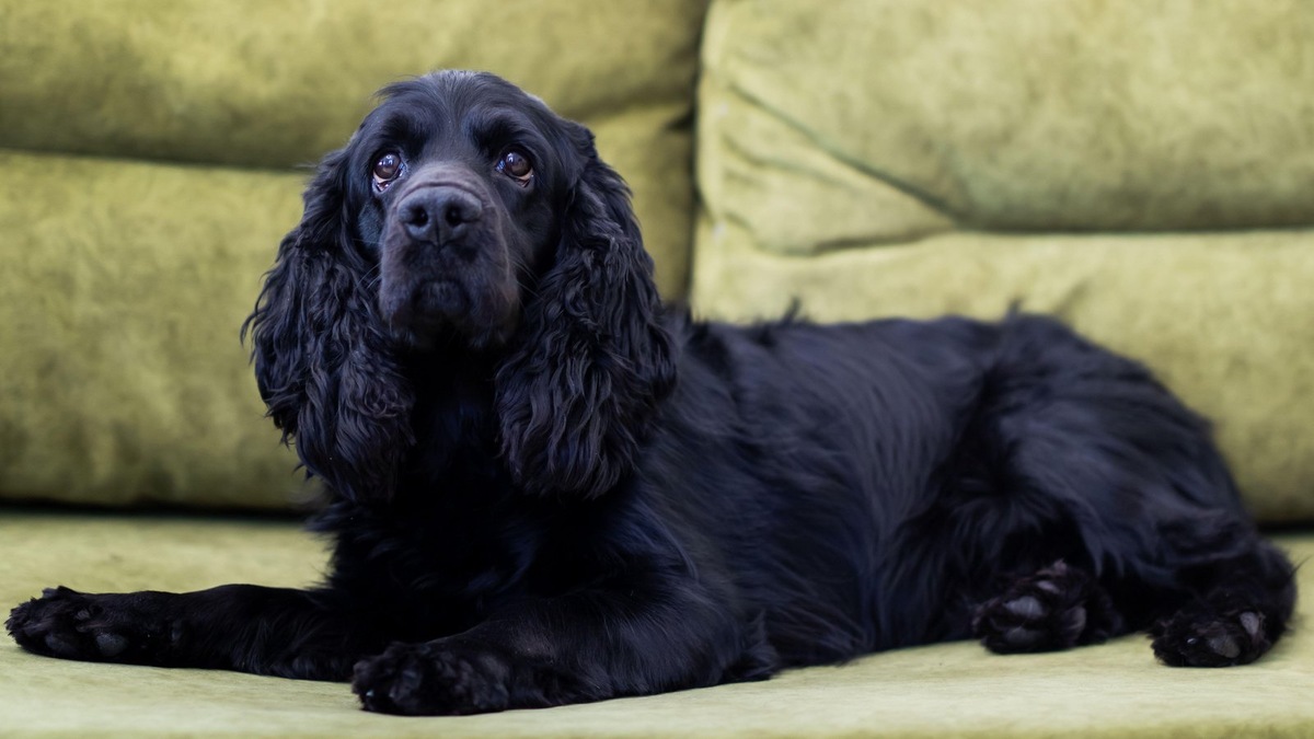    Специально обученные собаки, как Арло, становятся незаменимыми спутниками для глухих людей. Фото несет иллюстративный характер