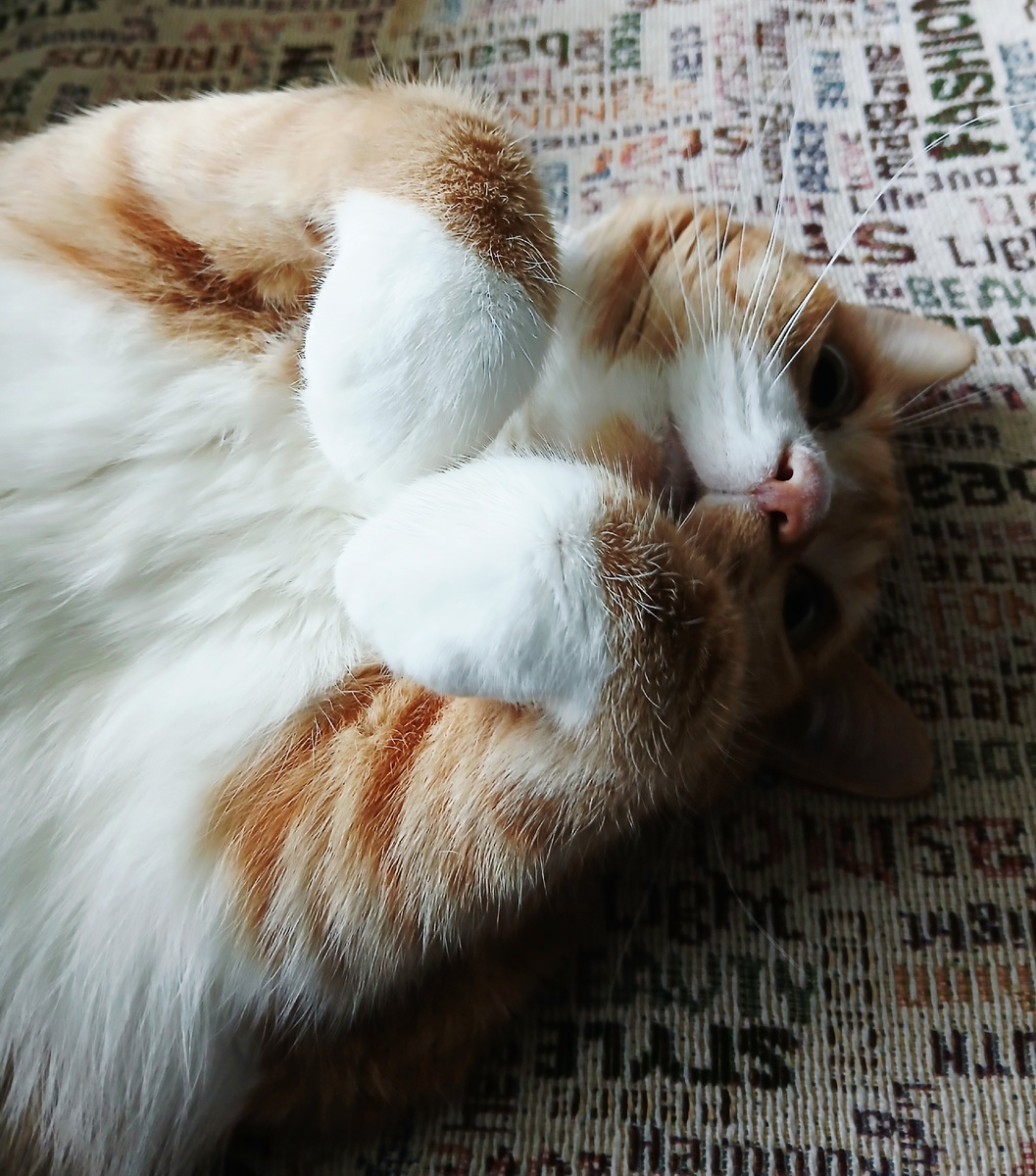 Сердечко от Алисы специально для читателей 🧡😺 Фото автора статьи. 