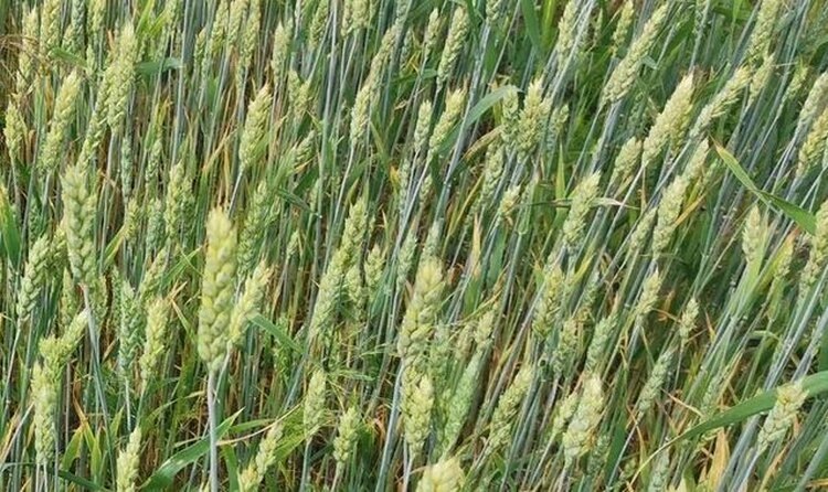    Фото: Лукьянов Дмитрий, AgroXXI.ru