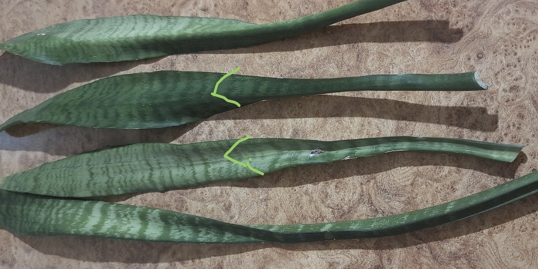 Черенкование по правилам: как правильно укоренить крупные листья и не навредить растению