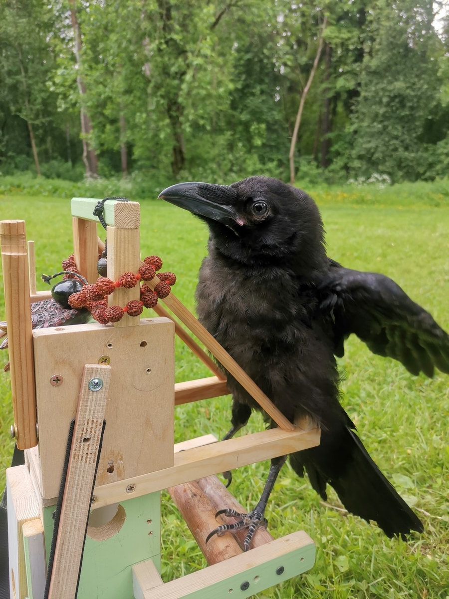 Феня. Фото: Сергей Быков