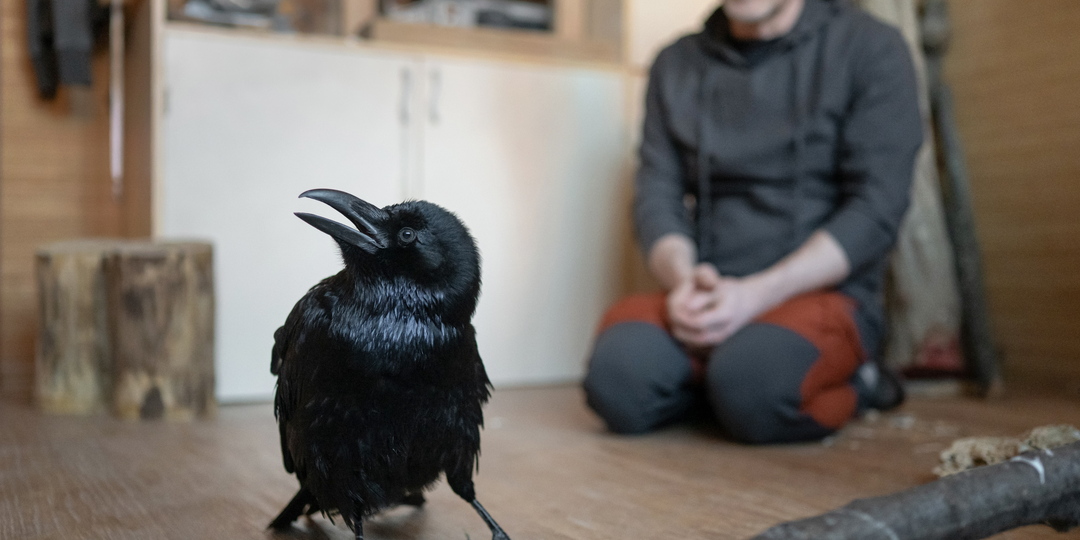 Год назад петербуржец нашел птицу со сломанным позвоночником, сам прооперировал ее, а теперь учит летать