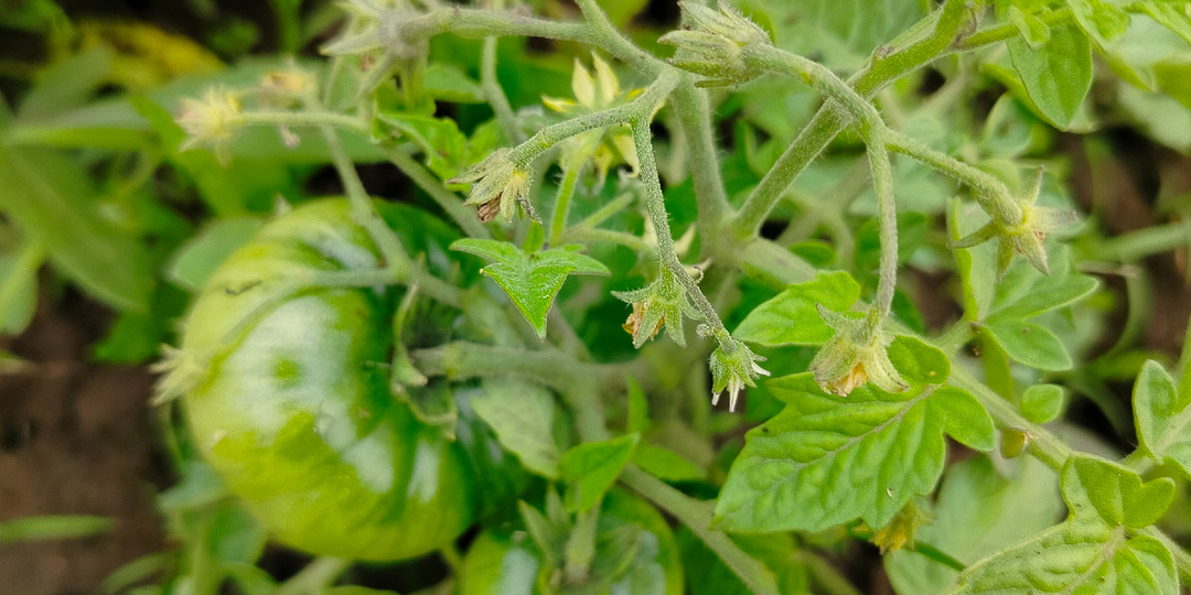 Как я восстанавливала почву после гербицидов.