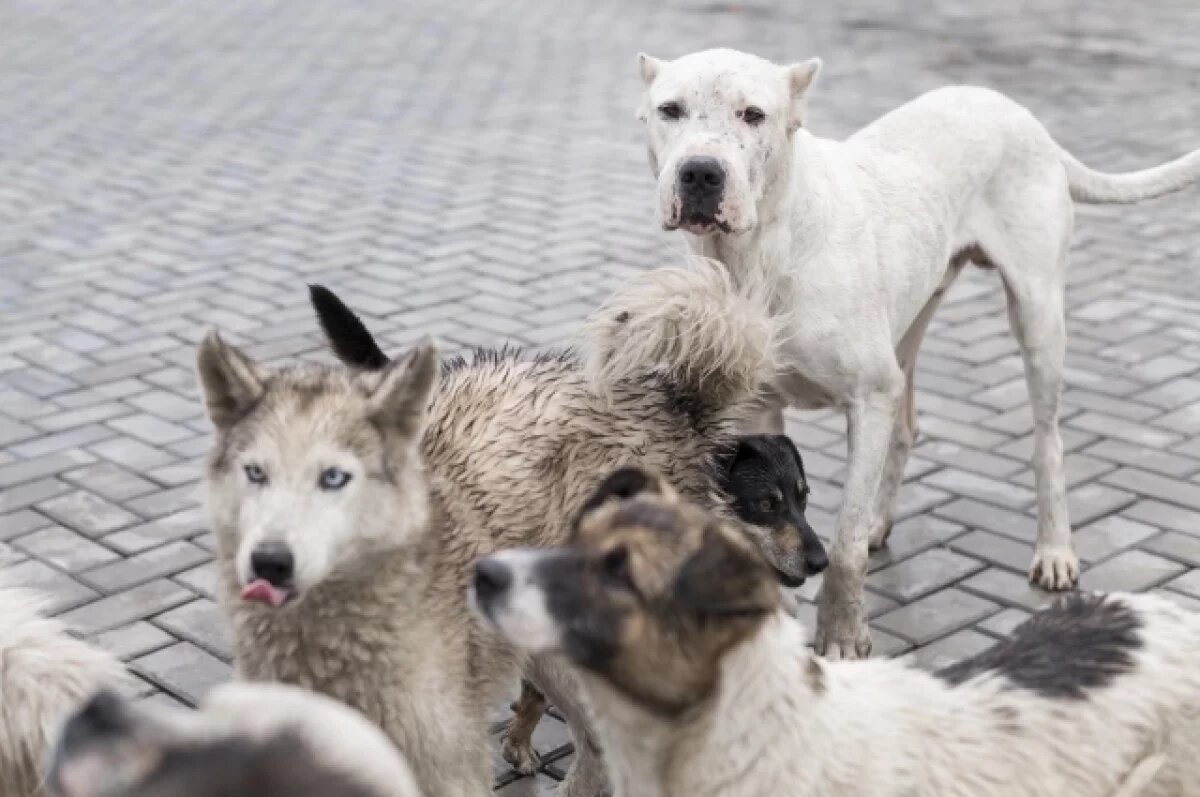    Стая бродячих псов чуть не загрызла маленькую девочку в Орле