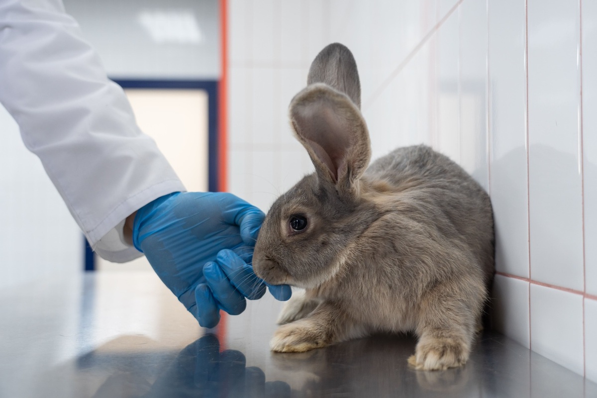 Стерилизованные декоративные кролики обычно живут дольше на 1-2 года. Фото: Александр Плонский / "Питомцы".