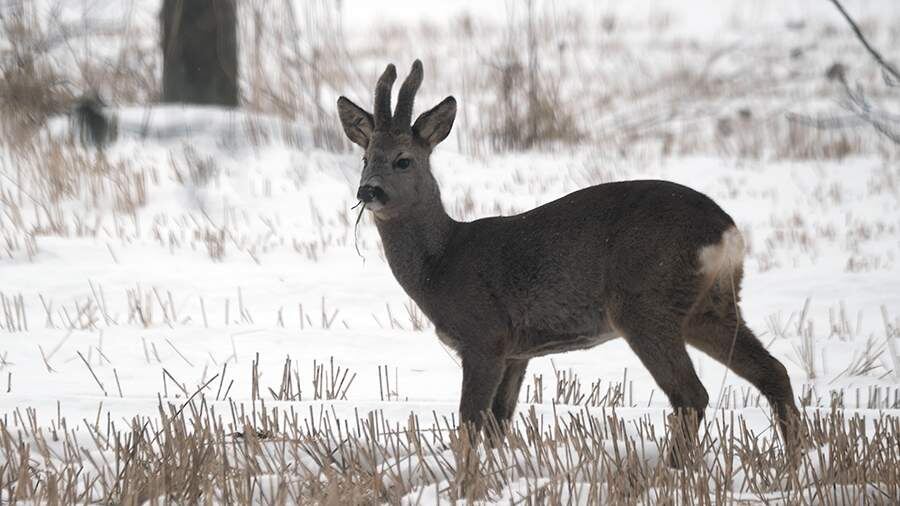    Фото: TASS/VALDA KALNINA