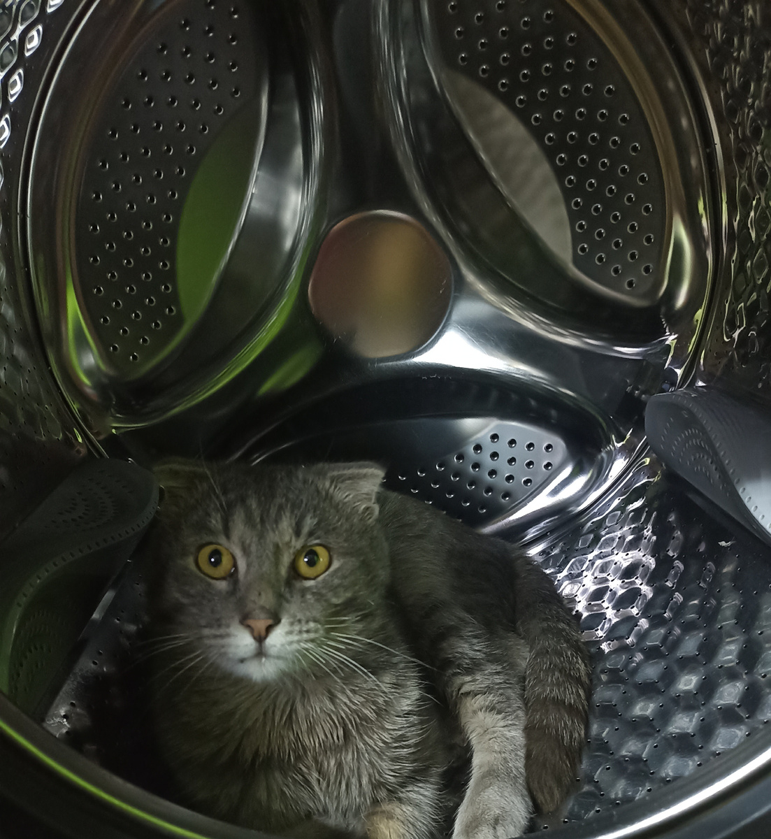 Мой кот. Тимофей. 