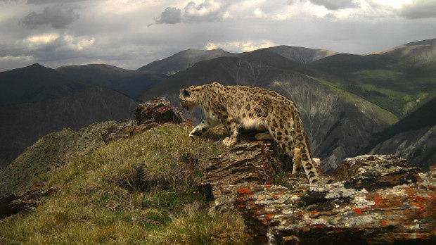 Альпинист и джентльмен: топ-10 правил жизни снежного барса