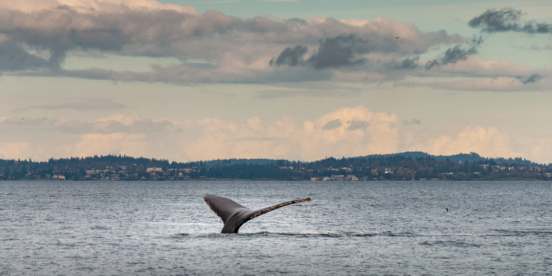 Почти 400 серых китов стало в Охотском море.