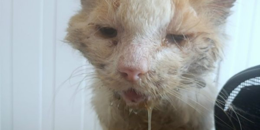 Ветврачи из Ростовской области борются за жизнь кота с тяжелым заболеванием