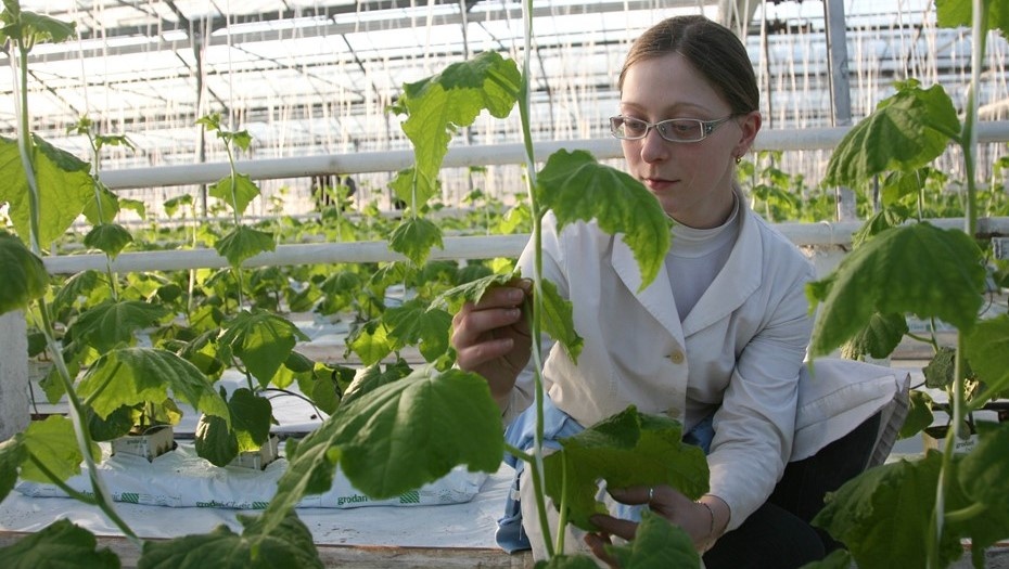 Автор фото: Архив "ДП". Выращивание овощей в закрытом грунте требует серьёзных вложений в электроснабжение и инфраструктуру.