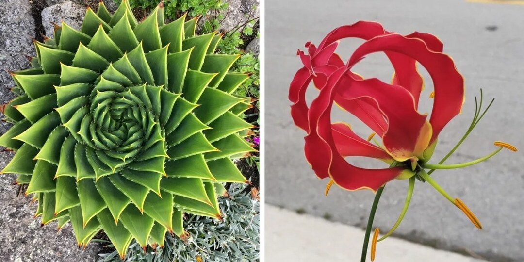 20 растений, которые настолько идеальны, что по геометрии точно получили бы отлично